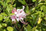 Pink azalea